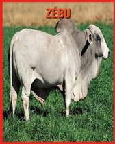 Zebu