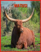 Watusi