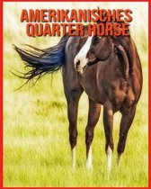 Amerikanisches Quarter Horse