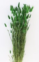 Supervintage bos droogbloemen Lagarus in groen 75 cm
