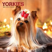 Yorkshire Terriers 2022 Square