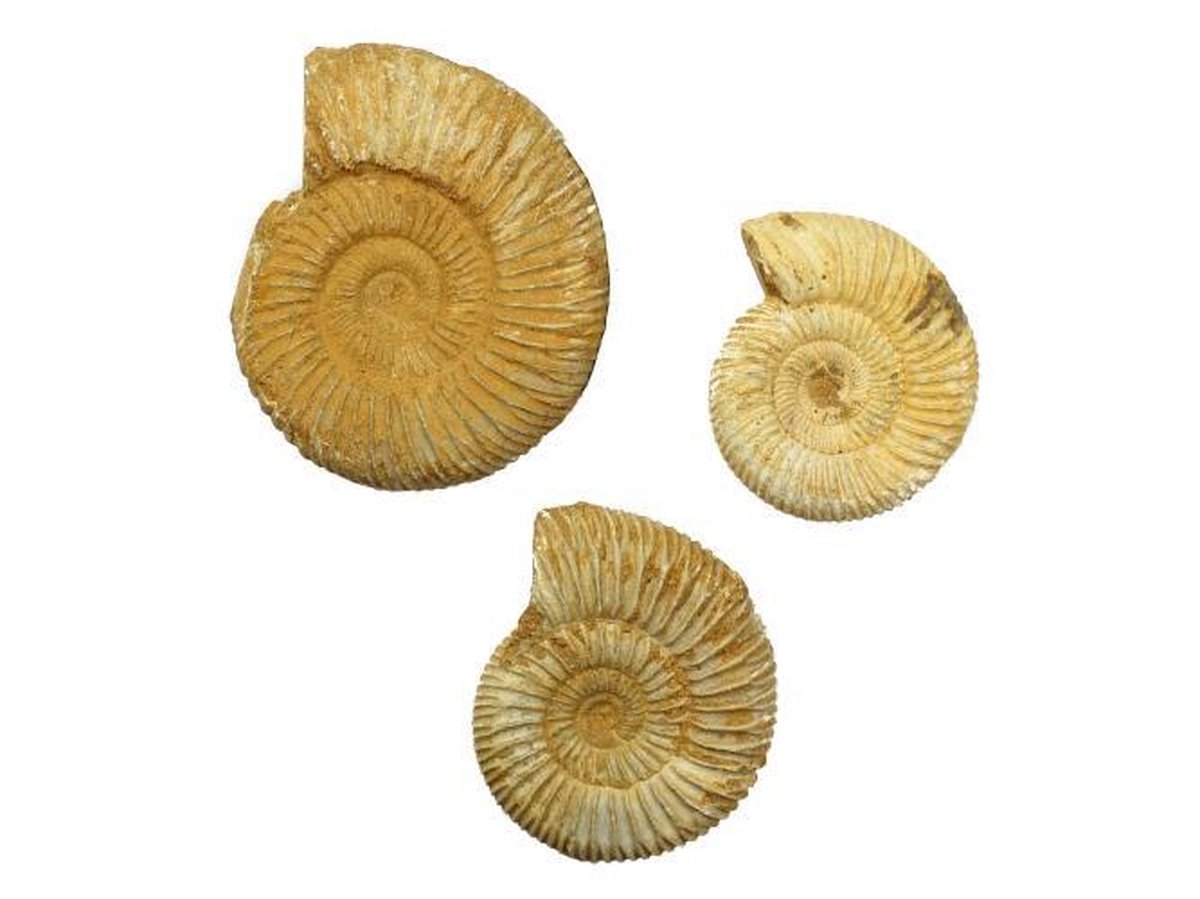 Lot van 3 ruwe Ammonieten (fossielen) uit Madagaskar 238 gram