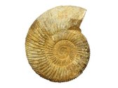 Ruwe Ammoniet (fossiel) uit Madagaskar 226 gram