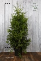 10 stuks | Westerse Levensboom 'Brabant' Pot 125-150 cm Extra kwaliteit - Snel zichtdicht - Vruchtdragend - Weinig onderhoud - Zeer winterhard