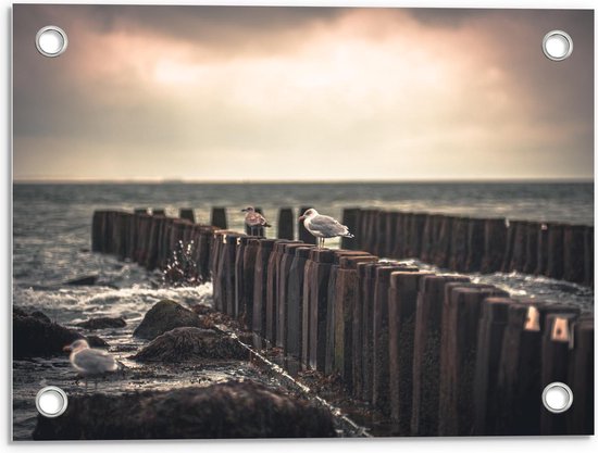 Tuinposter – Meeuwen in het Water bij het Strand - 40x30cm Foto op Tuinposter  (wanddecoratie voor buiten en binnen)