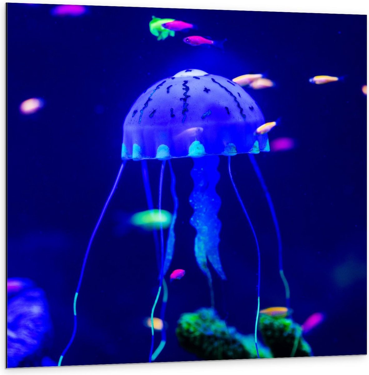 Dibond - Blauwe Kwal in Aquarium - 100x100cm Foto op Aluminium (Wanddecoratie van metaal)