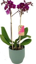 Orchidee van Botanicly – Vlinder orchidee in groen keramiek pot 'Eline' als set – Hoogte: 50 cm, 2 takken – Phalaenopsis Multiflora Cosy Candy