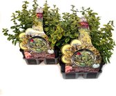 Goudbonte Kardinaalsmuts 'Emerald ´n Gold' (Euonymus fortunei) - 12 planten (2x sixpack) - Bodembedekker - Vaste plant - Tuinplant - Winterhard - Groenblijvend - Groen - Geel - Goud