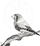 Birds & Bees - Pentekening Zebravink