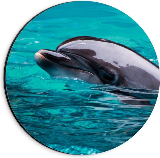 Dibond Wandcirkel - Genietende Dolfijn in het Water - 20x20cm Foto op Aluminium Wandcirkel (met ophangsysteem)
