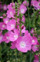 6x Griekse malva (Sidalcea 'Purpetta') - P9 pot (9x9)