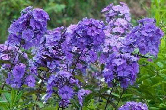6x Vlambloem (Phlox (P) 'Blue Paradaise') - P9 pot (9x9)