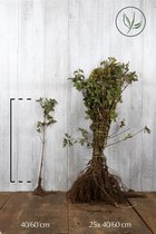 25 stuks | Veldesdoorn of Spaanse Aak Blote wortel 40-60 cm - Bladverliezend - Geschikt als hoge en lage haag - Informele haag - Prachtige herfstkleur