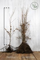 25 stuks | Haagbeuk Blote wortel 100-125 cm Extra kwaliteit - Bladverliezend - Geschikt als hoge en lage haag - Makkelijk te snoeien - Prachtige herfstkleur