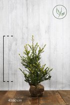 10 stuks | Japanse hulst 'Green Hedge' Kluit 40-60 cm - Bloeiende plant - Compacte groei - Geschikt als hoge en lage haag - Kleinbladig - Wintergroen