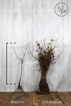25 stuks | Haagbeuk Blote wortel 40-60 cm - Bladverliezend - Geschikt als hoge en lage haag - Makkelijk te snoeien - Prachtige herfstkleur