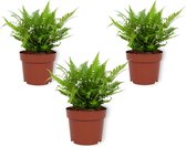 Set van 3 Kamerplanten - Polystichum Biaristatum - ± 25cm hoog - 12cm diameter