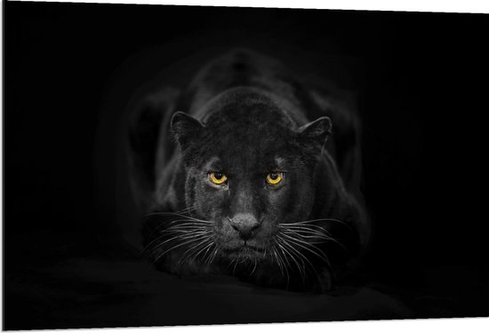 Dibond - Zwarte Panter met Gele Ogen - 120x80cm Foto op Aluminium (Met Ophangsysteem)