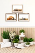 Decoratie hout poster 3 stuk Dogs and Cats