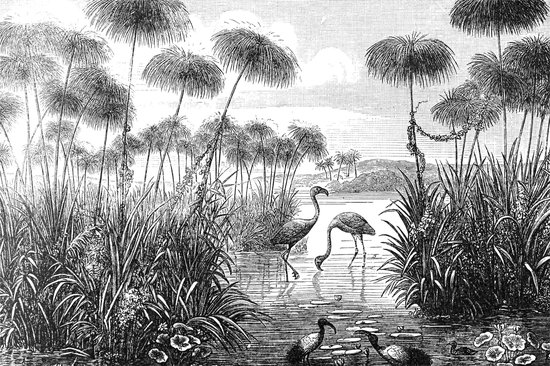 Poster Illustratie van Flamingo's_Brockhaus  13x18 cm