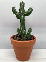 Cactus- Euphorbia Polyacantha- Terracotta pot- 17cmØ- ±35 cm hoog