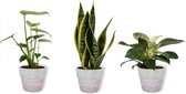 Set van 3 Kamerplanten - Philodendron White Wave & Monstera Deliciosa & Sansevieria Superba - ±  30cm hoog - 12cm diameter - in betonnen lila pot