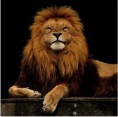 Lachende Koning leeuw Bruno op canvas - 60x60 cm - Wanddecoratie - wilde dieren - King Lion