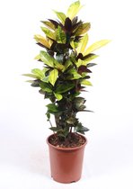 Kamerplant van Botanicly – Croton – Hoogte: 110 cm – Codiaeum variegatum Iceton