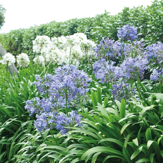 5x Afrikaanse lelie Agapanthus africanus - Mix - Bare rooted - Winterhard