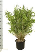 10 stuks | Fargesia 'Jumbo' Pot 80-100 cm - Groeit breed uit - Snelle groeier - Zeer winterhard