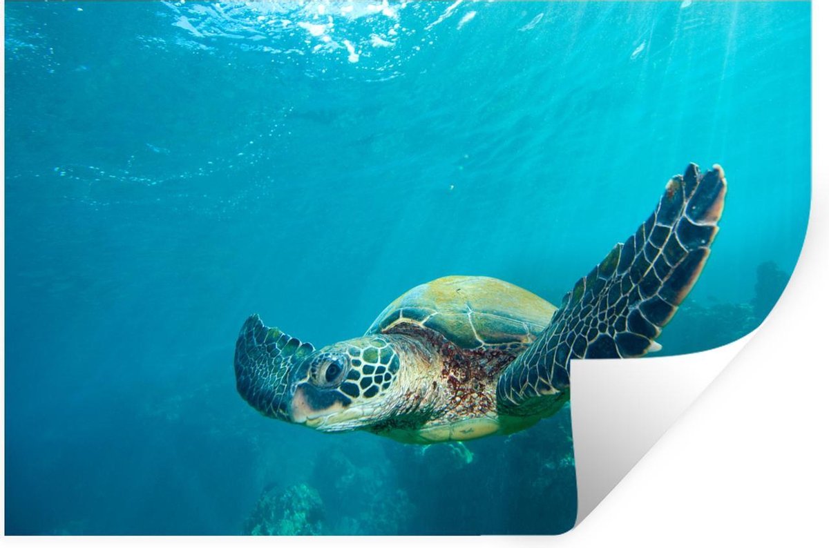 Muurstickers - Een groene zeeschildpad onderwater - 120x80 cm