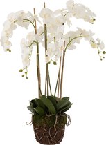 J-Line Orchidee In Aarde Plastiek Wit/Groen Extra Large