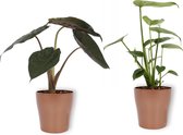 Set van 2 Kamerplanten - Monstera Deliciosa & Alocasia Wentii- ±  30cm hoog - 12cm diameter - in koper kleurige pot