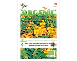 Biologische Tagetes Lucida, Mexicaanse dragon