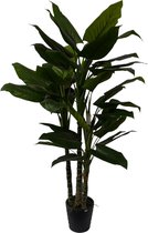 Philodendron - 195 cm