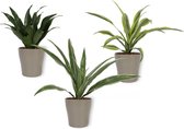 Set van 3 Kamerplanten - Draceana Lemon Lime & Draceana Warnecki & Dracaeana Compacta - in zilverkleurige pot -  ±  30cm hoog - 12cm diameter