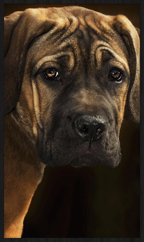 Schilderij - Bordeaux hond - Collectie faces - Forex met zwarte lijst - 70x118cm