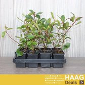 12x Glansmispel - Photinia fras. 'Red Robin' - Haagplant - Pot 9x9 cm