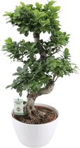 Grote Bonsai boom XL incl. mooie witte design pot | Leuk in ieders huis | Sterke luchtreinigingsfunctie | mooi cadeau voor hem en haar | Hoogte 70 cm (waarvan +/- 50 cm plant en 20