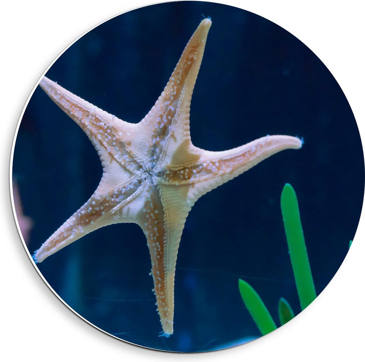 Forex Wandcirkel - Zeester in Aquarium - 40x40cm Foto op Wandcirkel (met ophangsysteem)