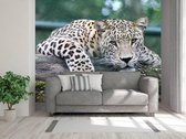 Professioneel Fotobehang Jaguar liggend op boomstam - licht bruin - Sticky Decoration - fotobehang - decoratie - woonaccesoires - inclusief gratis hobbymesje - 445 cm breed x 300 cm hoog - in