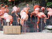 Professioneel Fotobehang Flamingo groep - roze - Sticky Decoration - fotobehang - decoratie - woonaccesoires - inclusief gratis hobbymesje - 445 cm breed x 300 cm hoog - in 7 verschillende fo