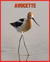 Avocette