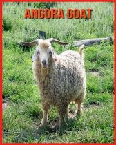 Angora Goat