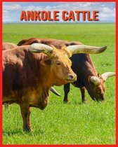Ankole Cattle