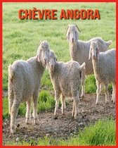 Chevre Angora