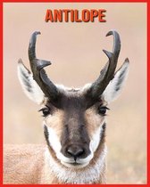 Antilope