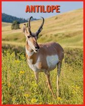 Antilope