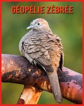 Geopelie Zebree
