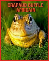 Crapaud Buffle Africain